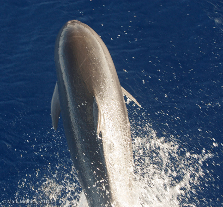 Dolphin Swimming with the Boat