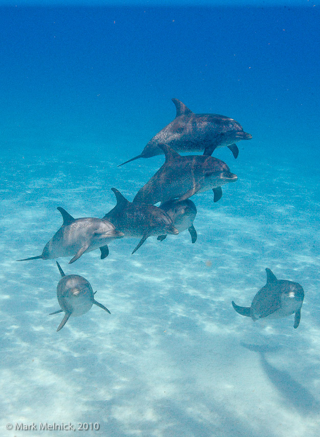 Wild Dolphin Pod