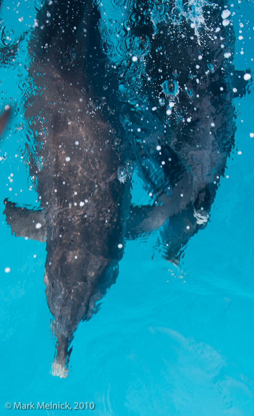 dolphin Swimming with the Boat