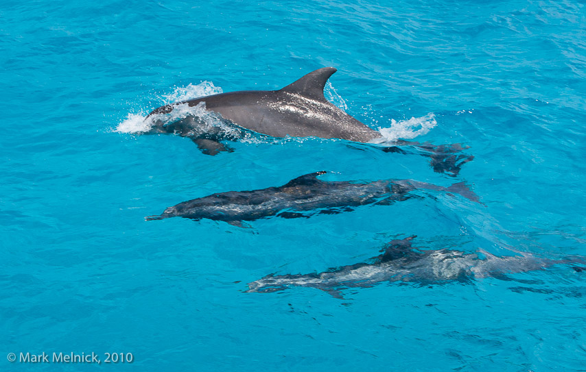 Dolphin pod