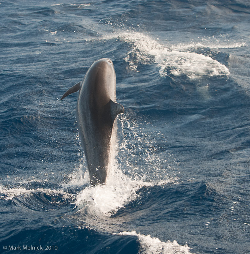 dolphin Swimming with the Boat