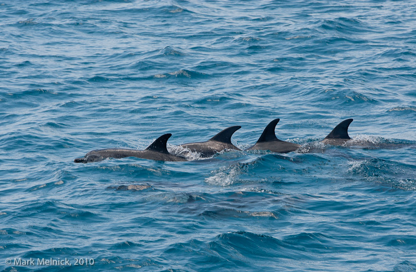 Open ocean Dolphin pod 