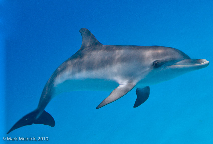 Bottle Nose Dolphin