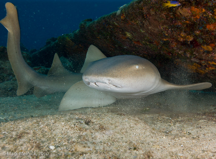 Nurse Shark