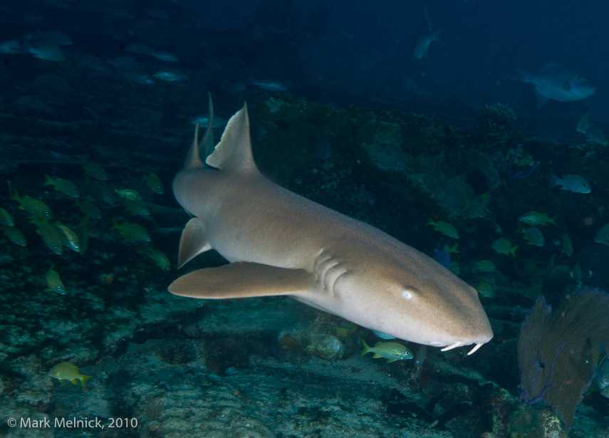 Nurse Shark