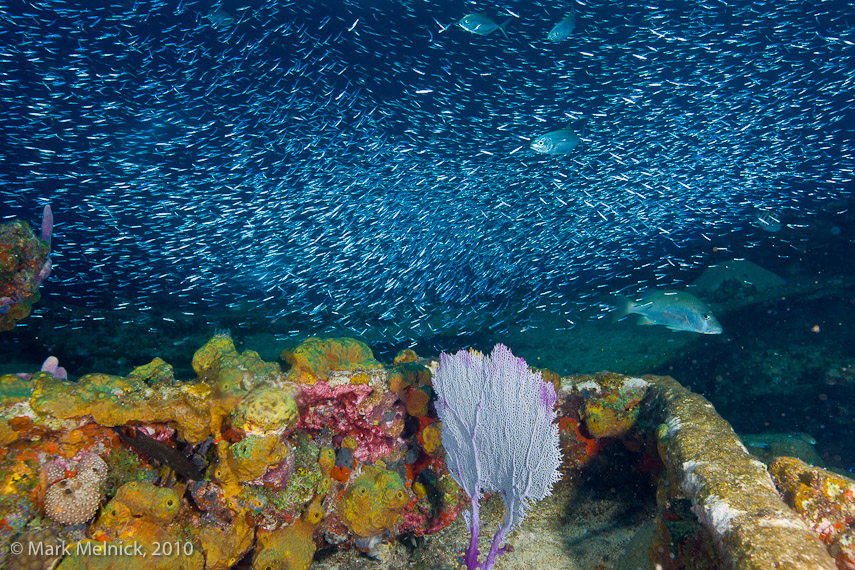 Reef on a wreck