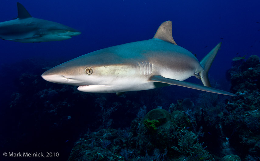 Reef Shark