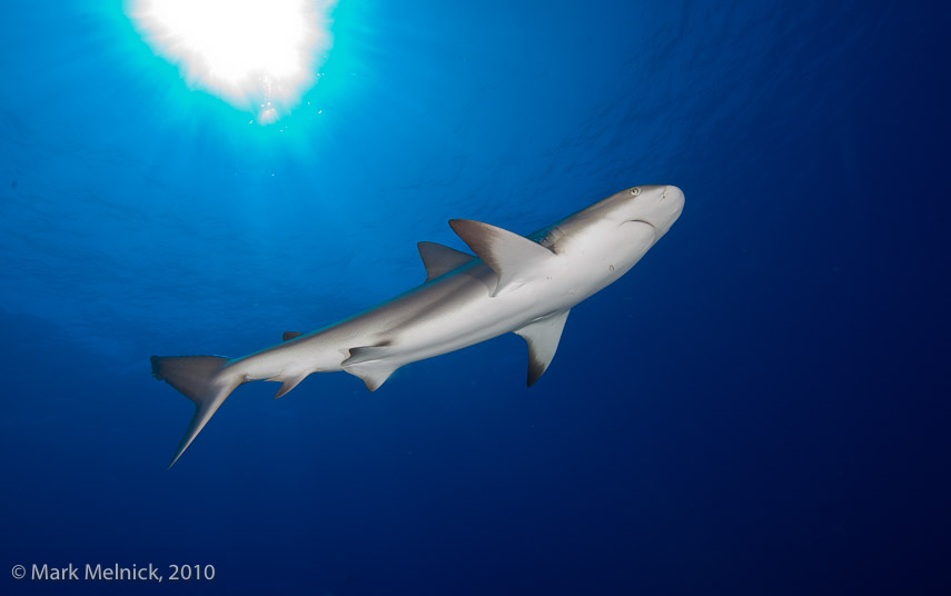 Reef Shark