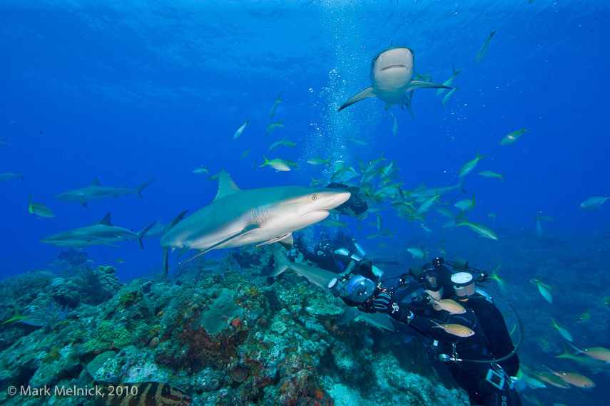 Reef Shark Posing