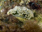 Lettuce Sea Slug