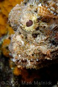 Scorpionfish