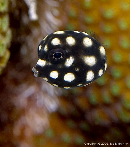 Smooth Trunkfish Juvenile<br />{Honorable Mention in Competition}