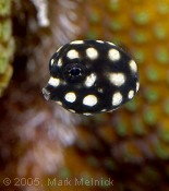 Smooth Trunkfish Juvenile<br />{Honorable Mention in Competition}