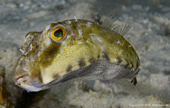 Bandtail Puffer