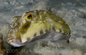 Bandtail Puffer