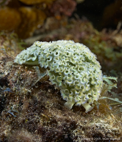 Lettuce Sea Slug