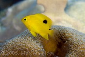 Threespot Damselfish