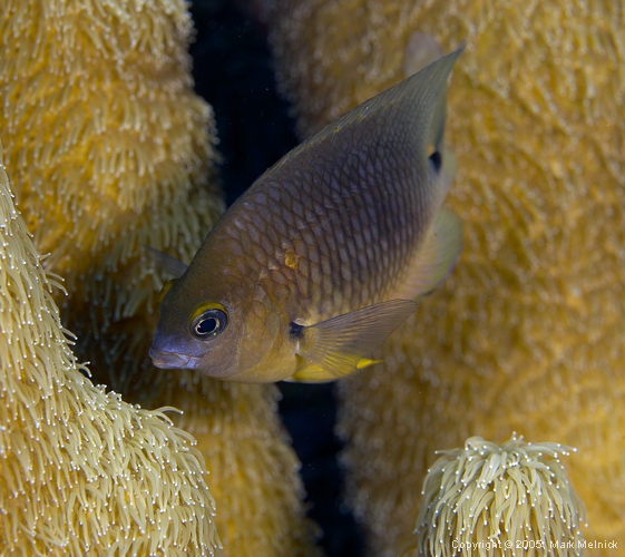 Beugregory Damselfish