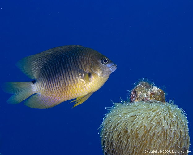 Beugregory Damselfish