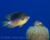 Beugregory Damselfish