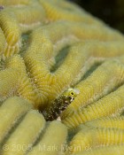 Spinyhead Blenny