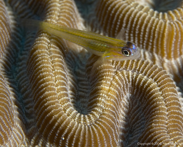 Peppermint Goby