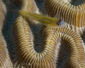 Peppermint Goby