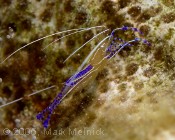 Penderson Cleaner Shrimp