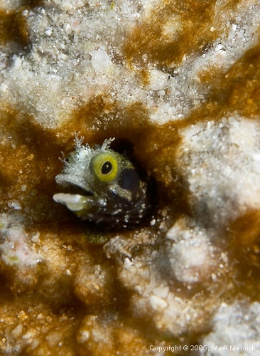 Spinyhead Blenny