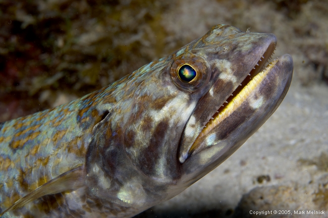 Sand Diver