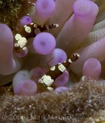 Squat Anemone Shrimps