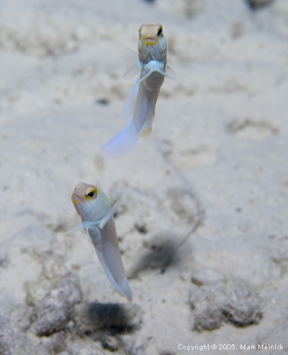 Yellowhead Jawfish