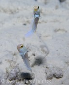 Yellowhead Jawfish