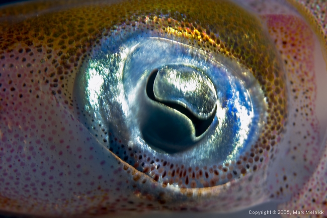 Squid Eye