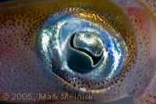 Squid Eye