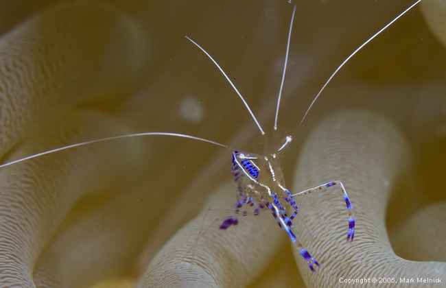 Penderson Cleaner Shrimp