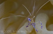 Penderson Cleaner Shrimp