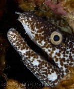 Moray Eel