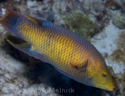 Spanish Hogfish