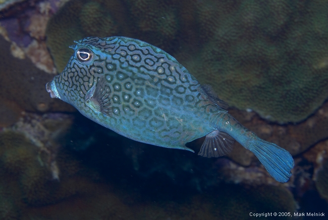 Honeycomb Cowfish