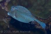 Honeycomb Cowfish