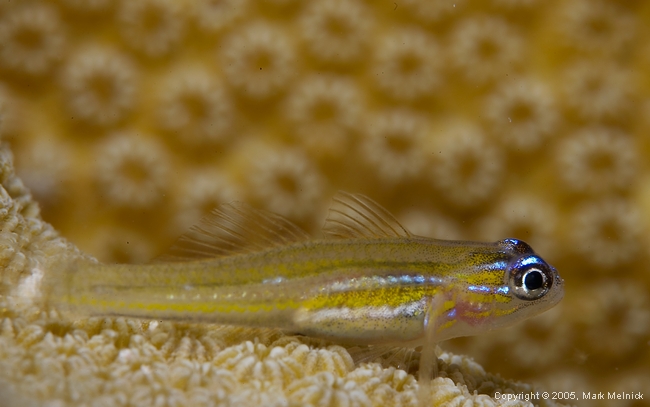 Peppermint Goby