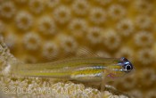 Peppermint Goby