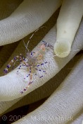 Spotted Cleaner Shrimp