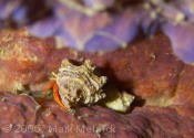 Red Reef Hermit Crab