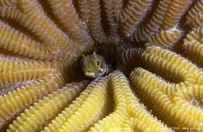 Secretary Blenny