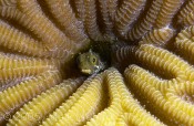 Secretary Blenny