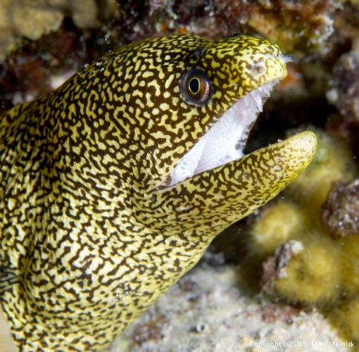 Goldentail Moray Eel