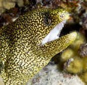 Goldentail Moray Eel