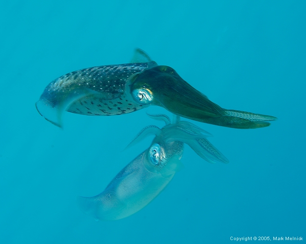 Squid Porn